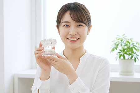 歯の模型を持った笑顔の女性
